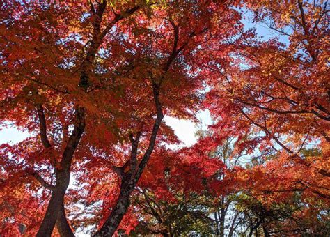 Mount Takao: An Awesome Day Trip from Tokyo With Hiking