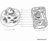 Plant Cell And Animal Coloring Pages  Free Printable sketch template
