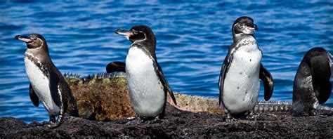 10 Interesting Facts about Galapagos - Master Liveaboards