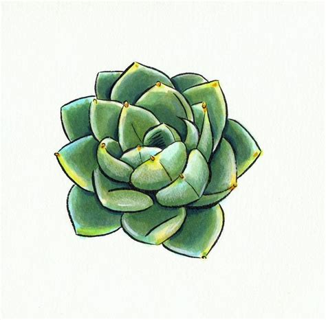 Easy Step By Step Succulent Drawing | Types Of Succulent Plant