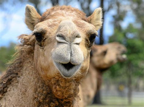 Fancy a glass of camel milk? | Queensland Times