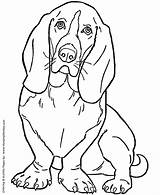 Dog Coloring Pages  Printable Basset Hound coloring Page Sheet And sketch template