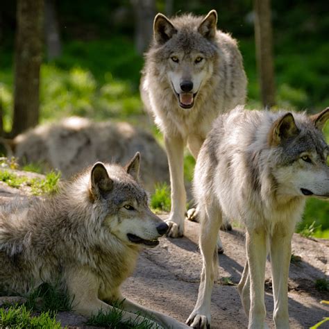 Are Wolves More Intelligent Than Dogs