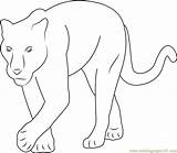Baby Panther Coloring Page For Kids  Free Printable sketch template