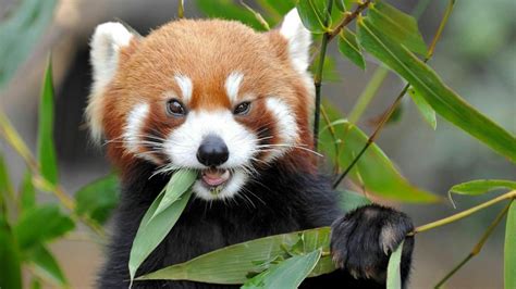 Cute Red Panda eating bamboo - backiee