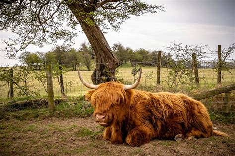 Yak farm. Original public domain | Free Photo - rawpixel