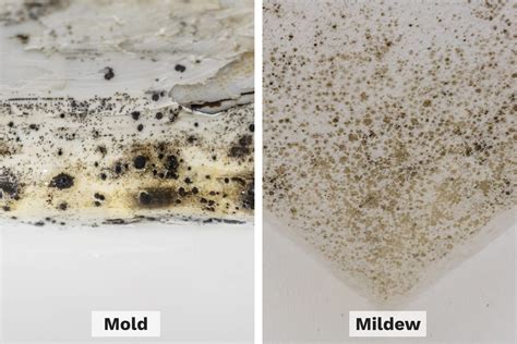 Mold vs. Mildew: How Each Can Harm Your Health | The Healthy