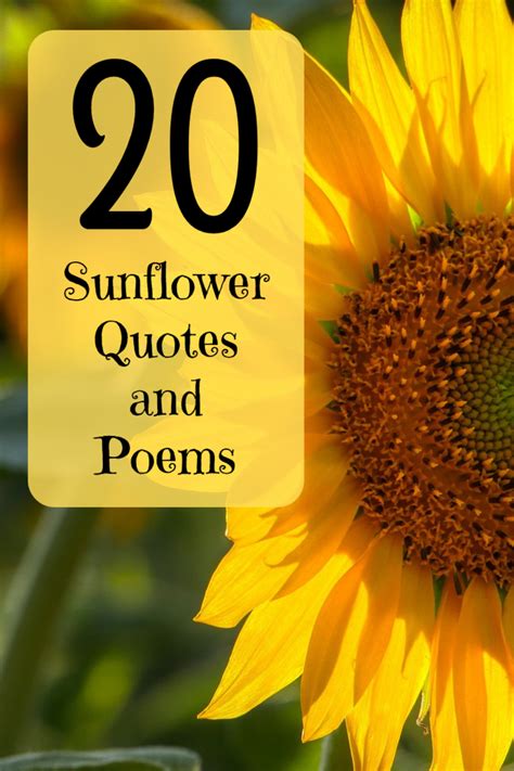 20 Best and Happiest Sunflower Quotes, Poems, and Sayings | Holidappy