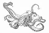 Common Octopus coloring page To Print  MDubIllustrations sketch template