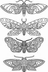 Moth Coloring Drawing Line Hawk Outline Clipartmag Drawings  sketch template