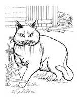 Bombay Cat coloring Page  Free Printable Coloring Pages sketch template