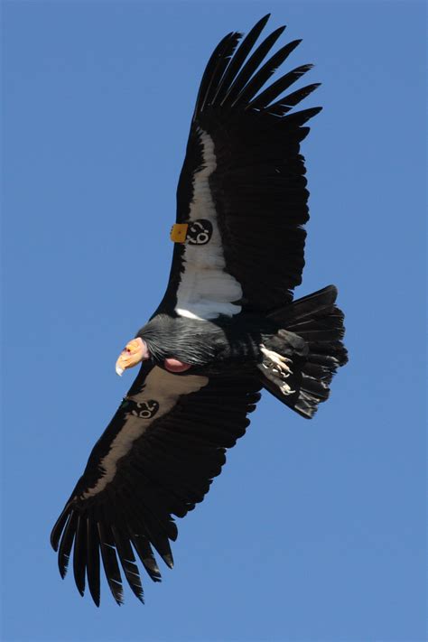 File:Condor in flight.JPG - Wikipedia