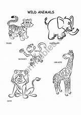 Wild Animals Worksheets Preschool Sketch Coloring Page sketch template