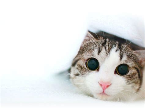 Cute Cats Wallpapers - Wallpaper Cave