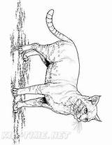 Realistic Cats Coloring Book Page sketch template