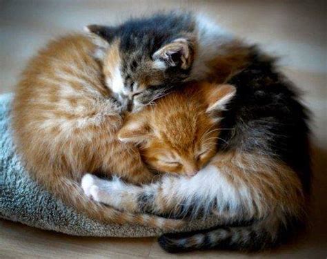 18 Incredibly Cute Pictures of Cuddling Cats