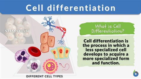 Cell differentiation - Definition and Examples - Biology Online Dictionary