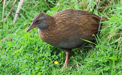 Weka | The Animal Facts | Appearance, Diet, Habitat, Lifespan, Behavior