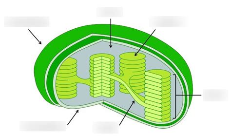 Chloroplast Structure Diagram | Quizlet