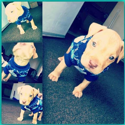 Adorable red-nose pitbull puppy in a sweater Red Nose Pitbull Puppies, Pitbull Mom, I Love Dogs ...
