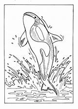 Free Printable Whale Coloring Pages For Kids sketch template