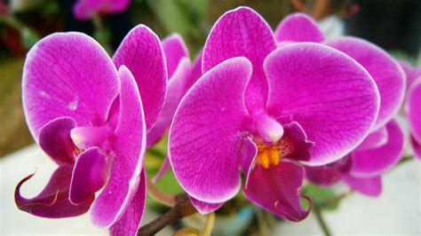 Orchid's Show 2 Free Photo Download | FreeImages