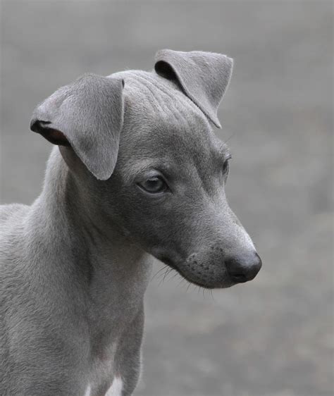 Italian Greyhound Puppy Photograph by Angie Vogel