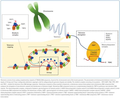 Figure 1: A General Overview of Telomere Biology | Radcliffe Cardiology