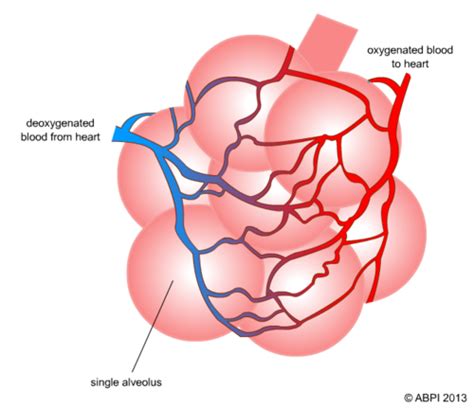 Gaseous Exchange | Teaching Resources