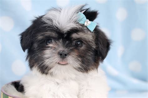 Shih-Tzu Puppies For Sale | Teacups, Puppies & Boutique