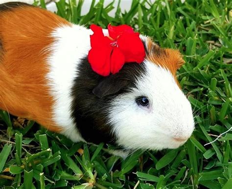 250+ Cute Female Guinea Pig Names | PetPress