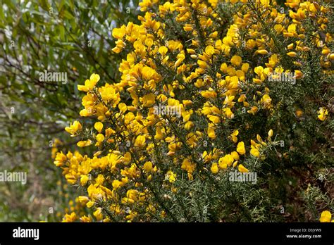 Yellow gorse in Abel Tasman National Park, New Zealand Stock Photo - Alamy