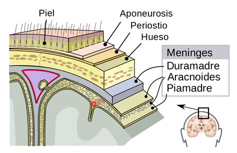 Meninges: estructura y funciones - La Mente es Maravillosa