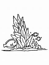 Seaweed Kelp Drawing Forest Coloring Cartoon Pages Template Easy  sketch template