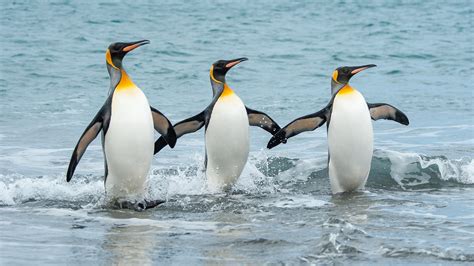 Three King Penguins in the sea on a beach in South Georgia, Antarctica | Windows Spotlight Images