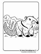 14 Anteater Coloring Pages  Free Printable 🐜 Animal sketch template