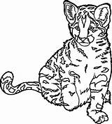 Printable Realistic Coloring Pages sketch template