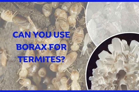 Can You Use Borax for Termites?