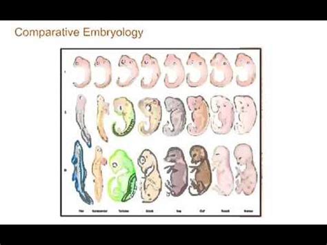 Examples Of Comparative Embryology