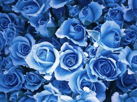 Blue Rose Wallpapers - Top Free Blue Rose Backgrounds - WallpaperAccess