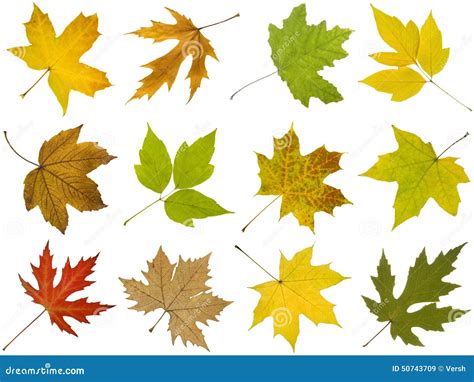 Collection De Différentes Feuilles D'automne D'arbre D'érable Image stock - Image du closeup ...