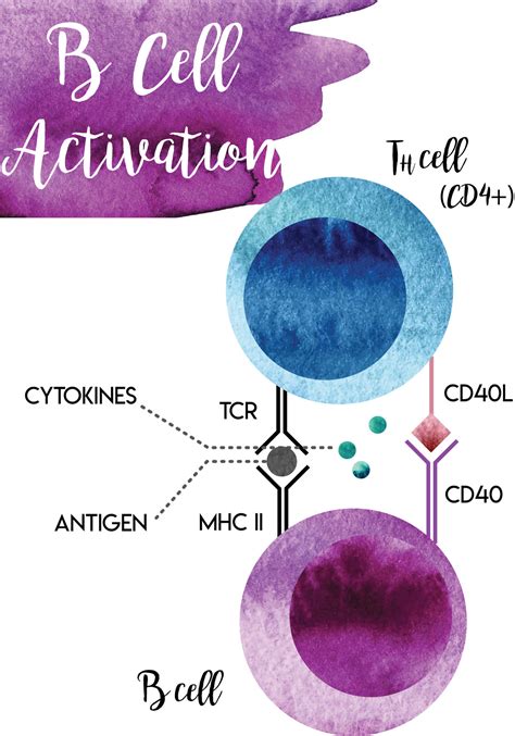 The-Art-Of-Medicine — B Cell Activation B Cell Activation and Class...