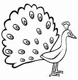 Free Peacock coloring Page  Download Print Or Color Online For sketch template