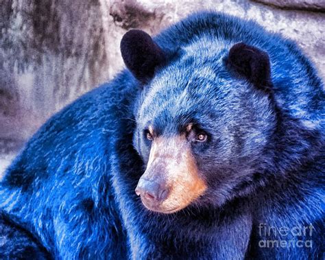 blue bears | Tibetan Blue Bear The tibetan blue bear is one of the rarest bears in ... | Bear ...