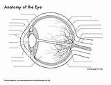 Anatomy Of The Eye Diagrams For Coloring/Labeling With Reference And  sketch template