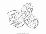 Blackberry Fruit Coloring Page For Kids  Free Printable sketch template