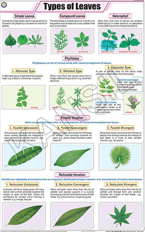 Full Color Art Paper Laminated Types Of Leaves For Botany Chart, Rs 160 /piece | ID: 2898699748