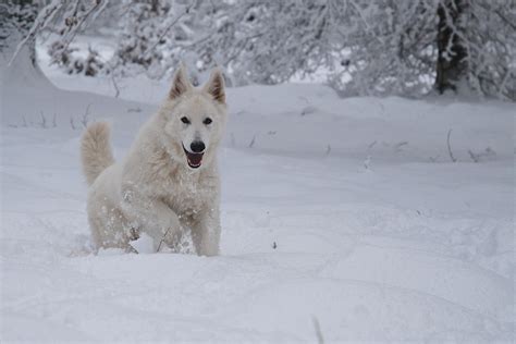 White Swiss Shepherd - K9 School