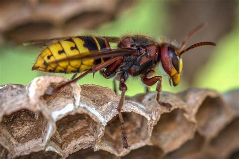 The Dangers of DIY Wasp Nest Removal: Getting Expert Guidance from Bee Smart Pest Control - Bee ...