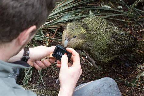 Are Kakapos Endangered? (Everything About it) - WooParrot